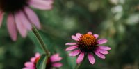 pascale-amez-WxDH83BCzUI-unsplash pascale-amez-WxDH83BCzUI-unsplash